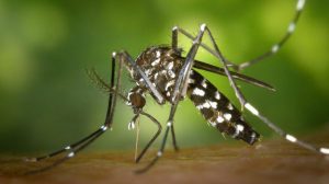 Chikungunya