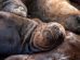 Muerte de Lobos Marinos