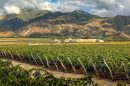 Vino Salteño