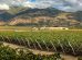 Vino Salteño